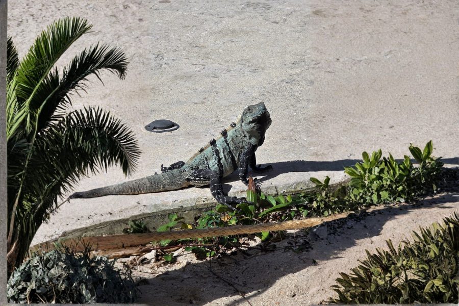 Iguana resting in the sun at Palmaïa resort in Mexico
