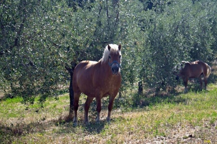 Horses standing in a green field in Perugia Italy countryside
