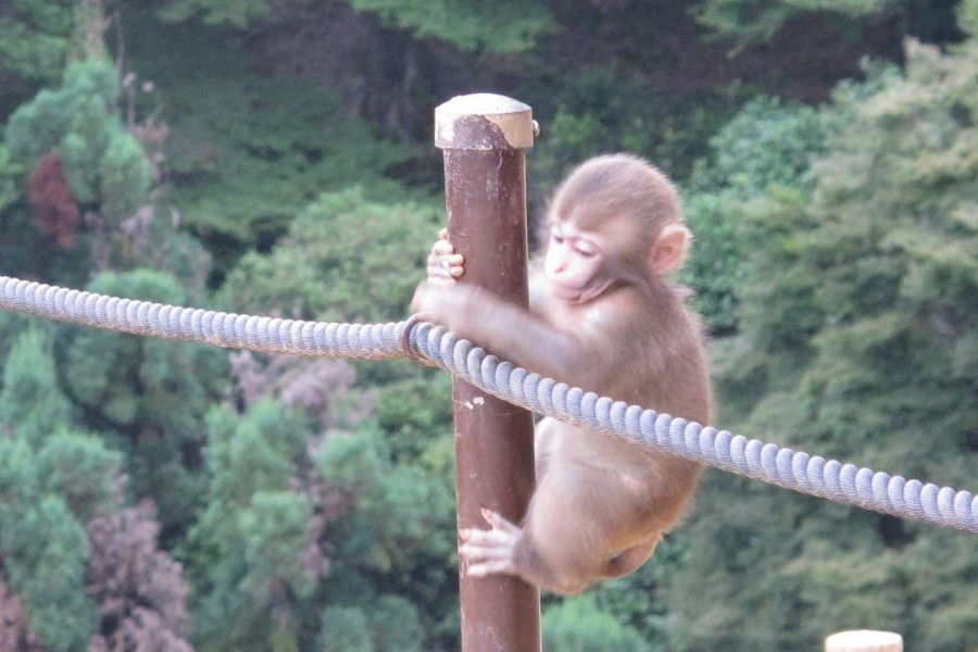 Monkey climbing on a rope in a forest in Japan