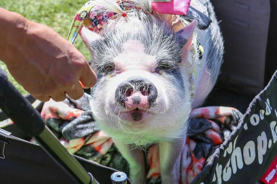 Rescue pig at San Diego vegan events animal adoption area