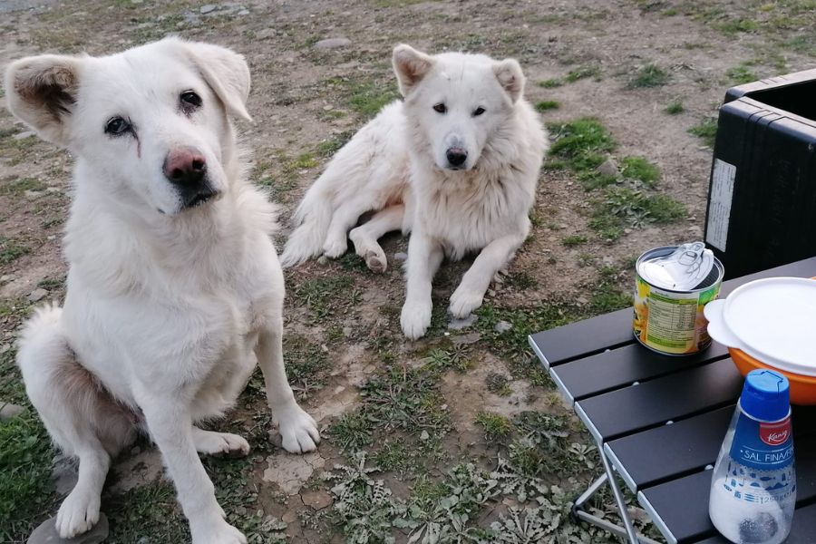 Friendly stray dogs at a campsite in Albania during a van life Europe adventure