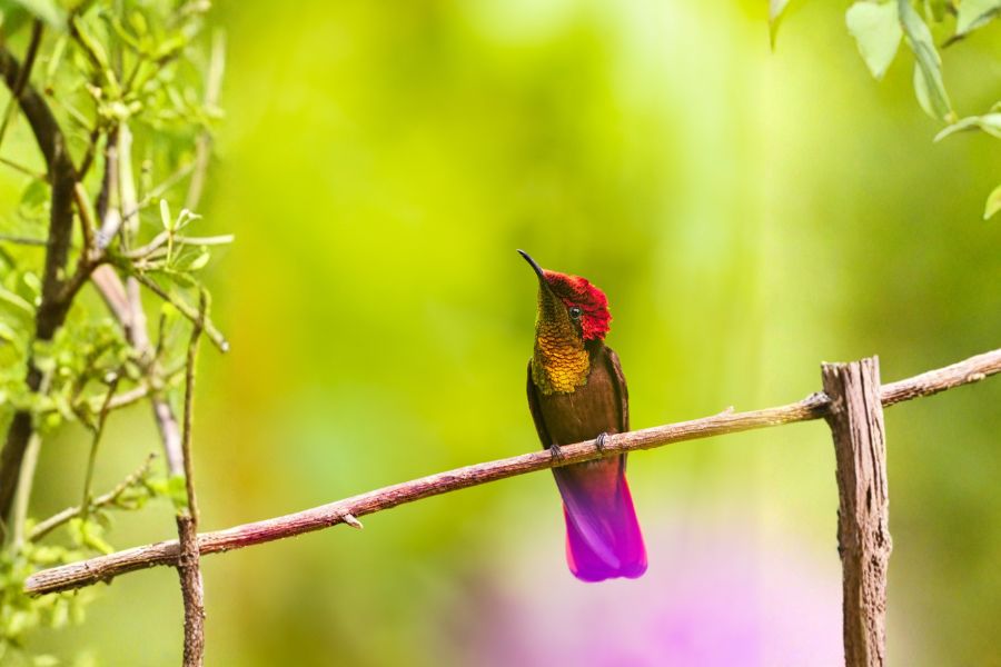 Ruby-topaz hummingbird perched on a branch during birding in Trinidad and Tobago