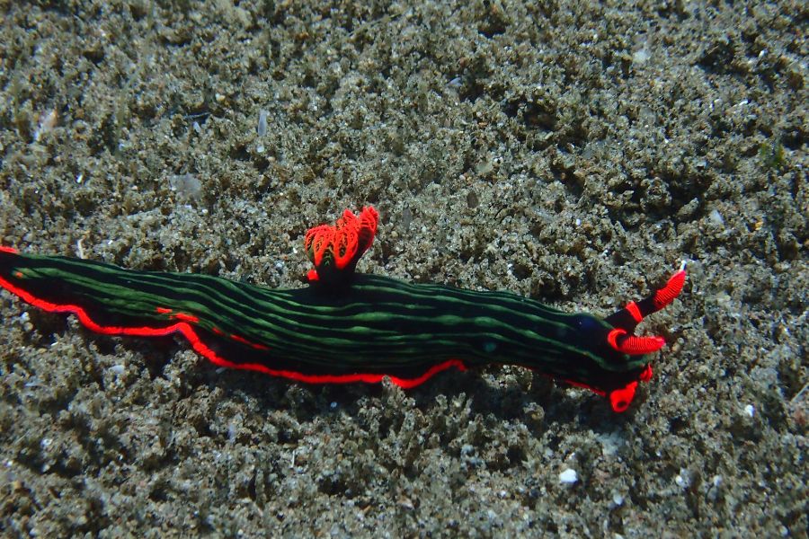 Colourful nudibranch seen while scuba diving in the Philippines