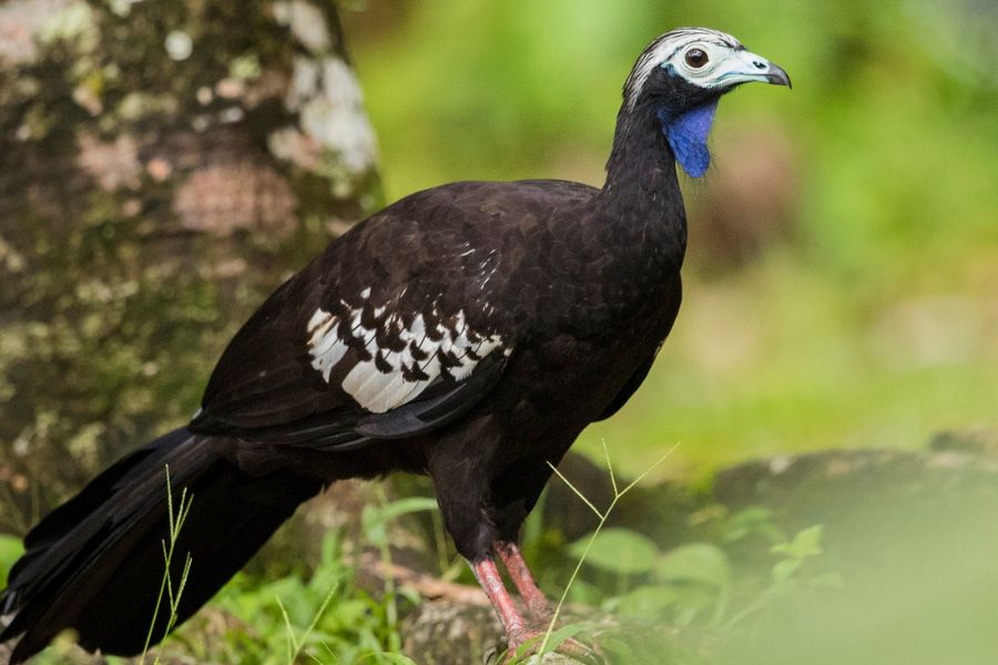 Trinidad piping guan standing in the forest during a birding experience in Trinidad