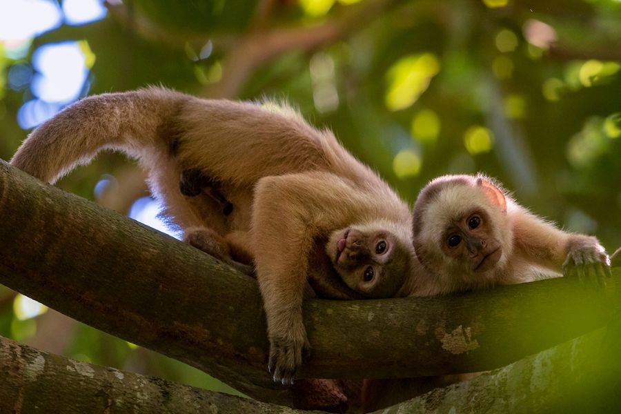 Trinidad white-fronted capuchin monkeys resting on a tree branch in the forest