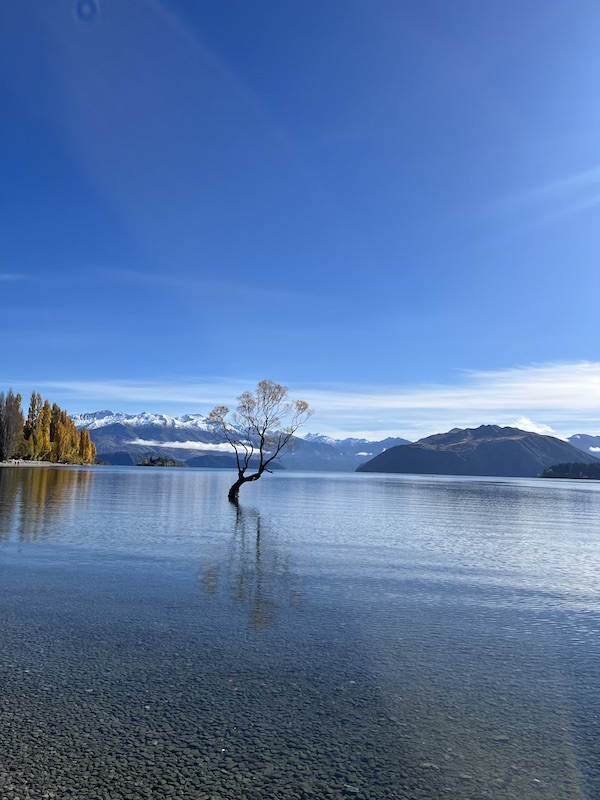 Lone tree standing in a clear New Zealand lake with mountains in the background