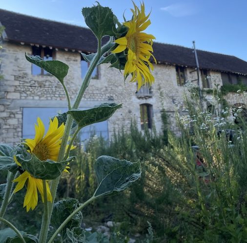 Sunflowers growing beside the 19th-century barn at La Grange DesRochers in France