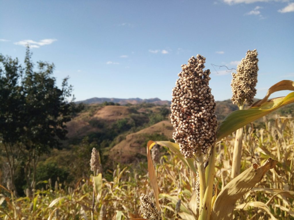 Sorghum growing in a field, an indigenous grain used in African plant-based cuisine