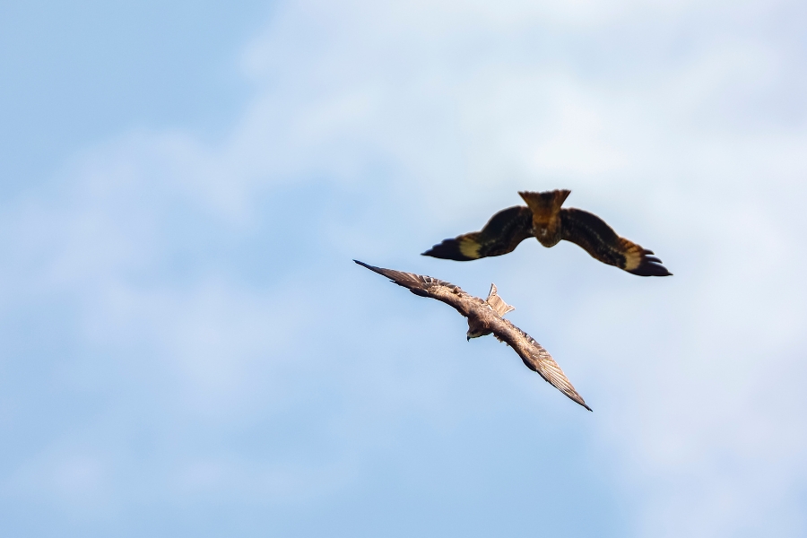 Black Kites flying during migration