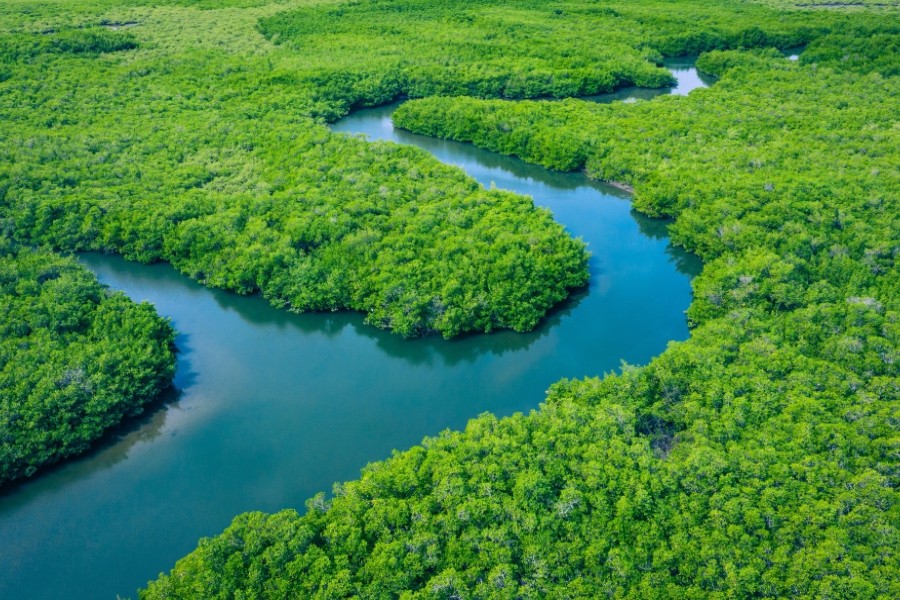 Mangrove habitat supporting birds and wildlife