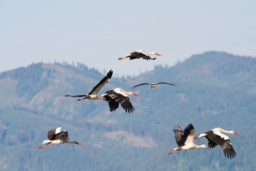 White Storks flying during their seasonal migration