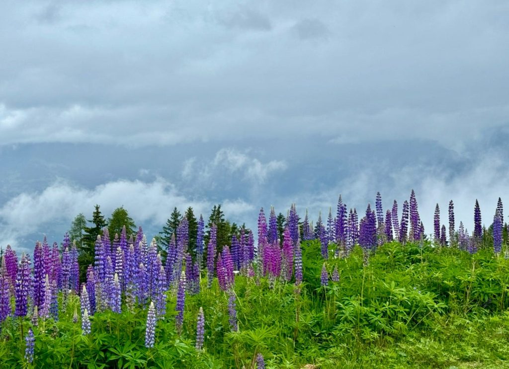 Purple lupines flowering in a misty Alpine landscape
