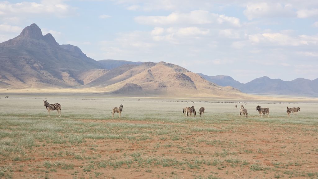 Zebras grazing on open plains with mountains in Namibia