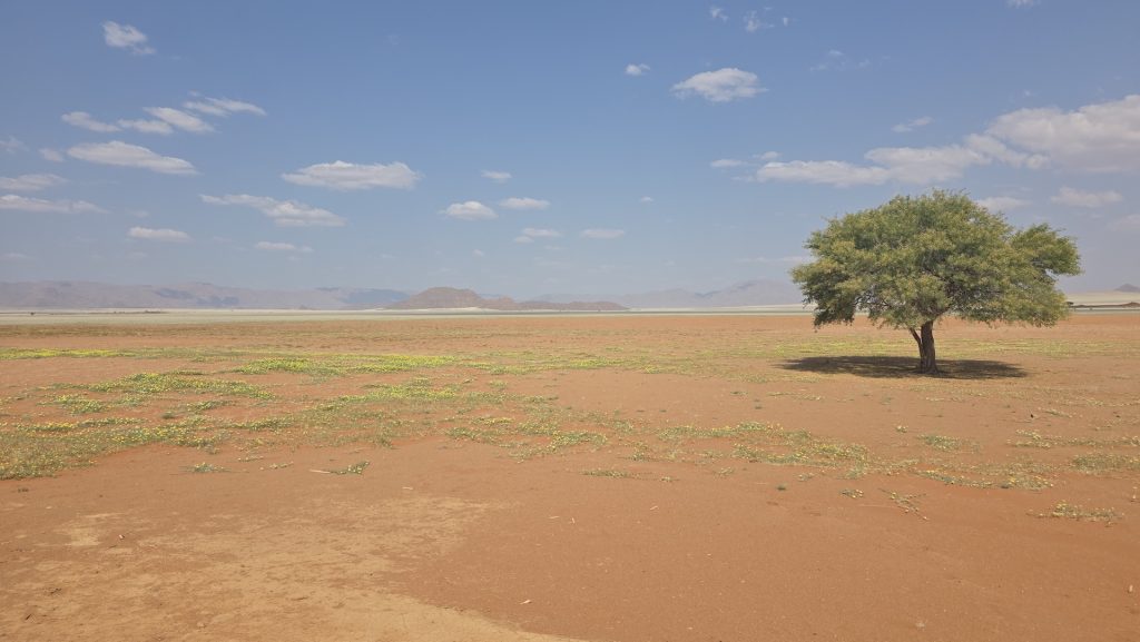 Yellow desert flowers across NamibRand Nature Reserve in Namibia