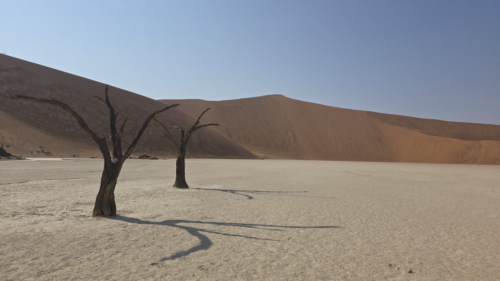 Dead camelthorn trees on the white clay pan at Deadvlei, Namibia