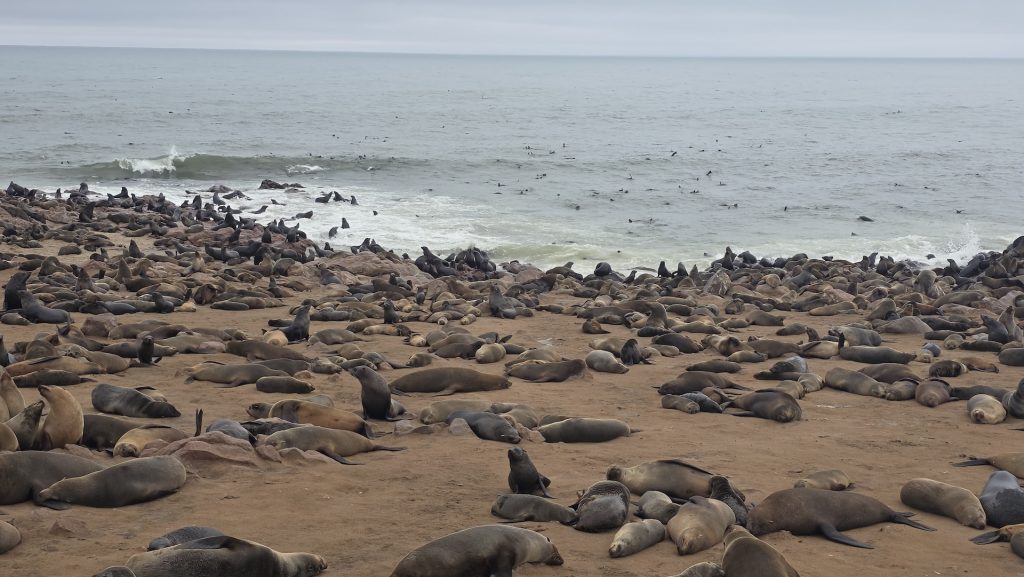 Cape fur seals covering the shoreline at Cape Cross in Namibia