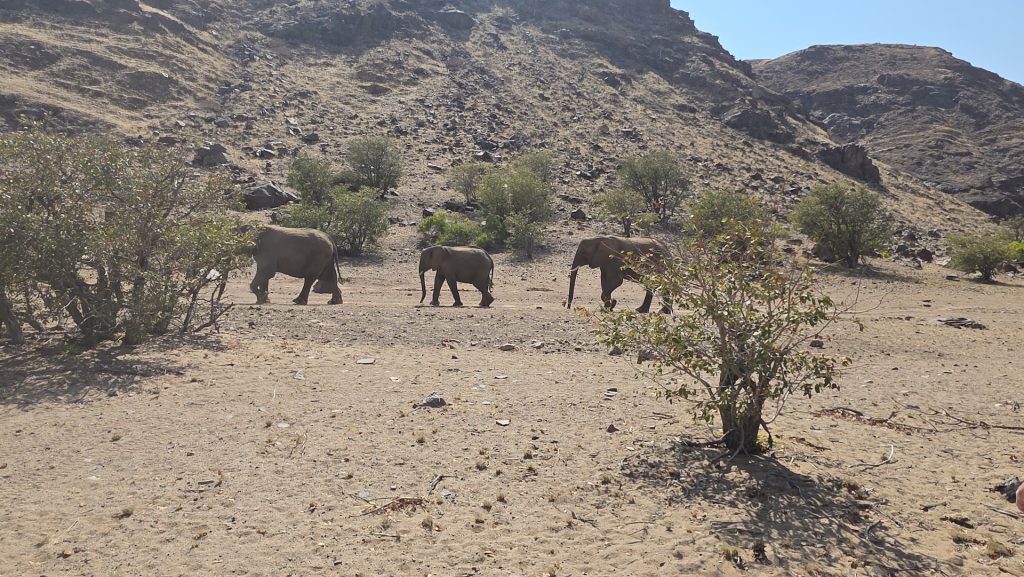Desert-adapted elephants walking through a dry riverbed in Damaraland