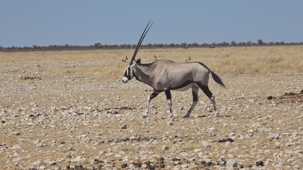 Oryx walking across the dry plains of Etosha National Park in Namibia