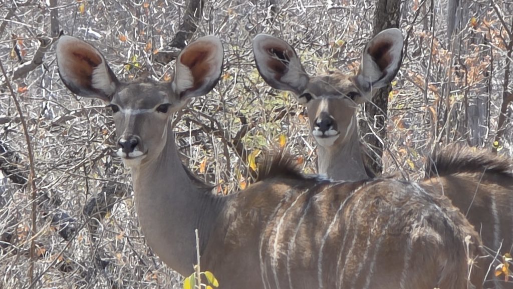 Two antelope standing in the bush in Namibia