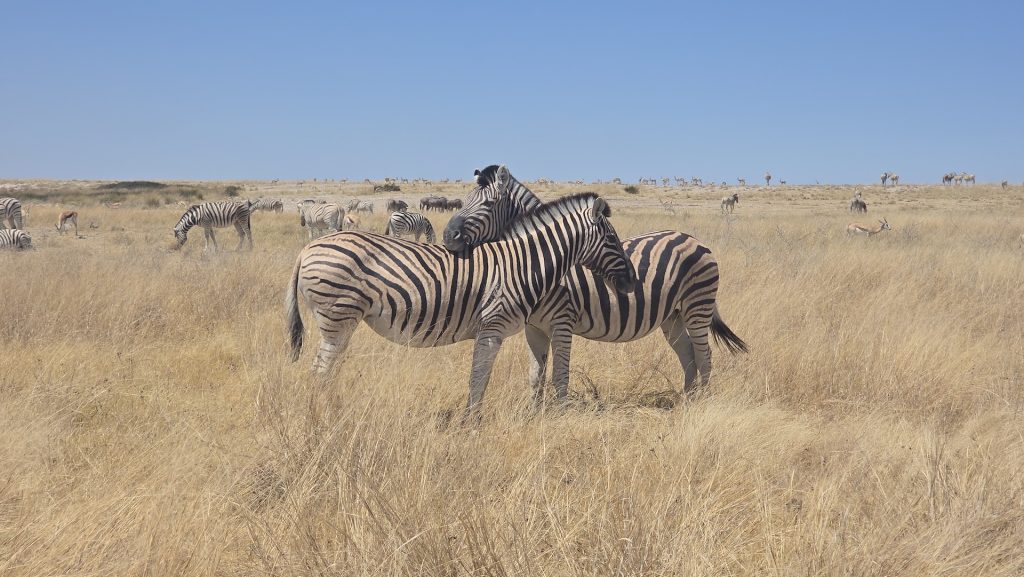 Two zebras standing on the open plains of Namibia